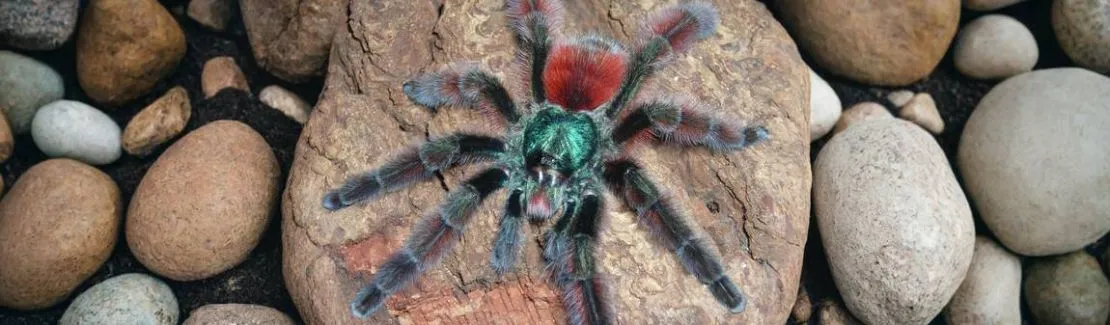 Vogelspinnen