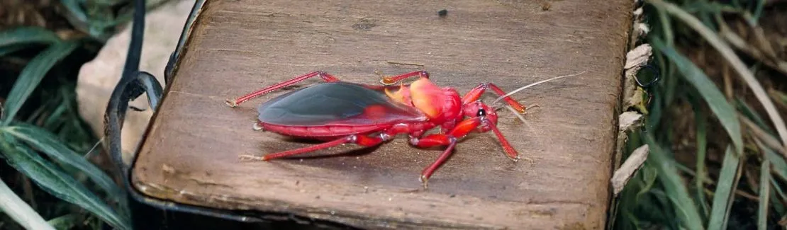 Raubwanzen / Heteroptera