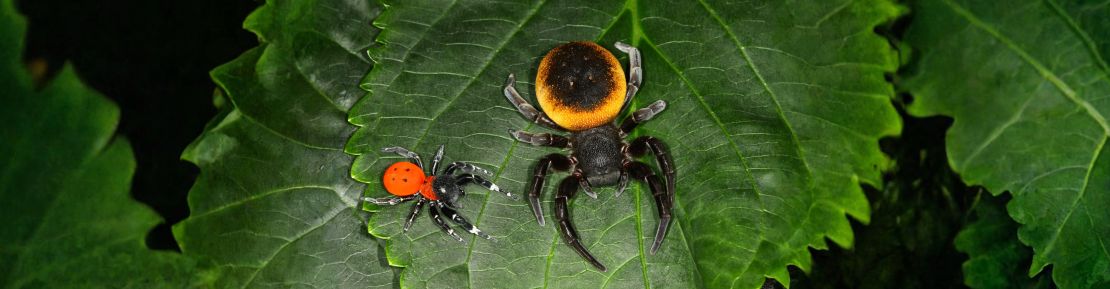 sonstige Spinnen