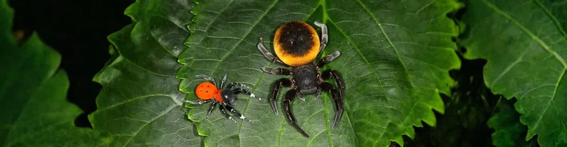 sonstige Spinnen