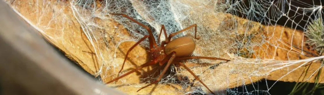 Einsiedlerspinnen / Sicariidae