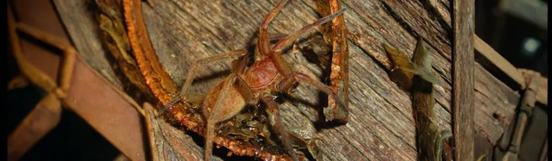 Kammspinnen / Ctenidae