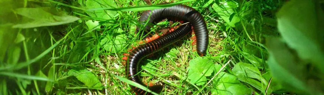 Taussendfüßer / Myriapoda