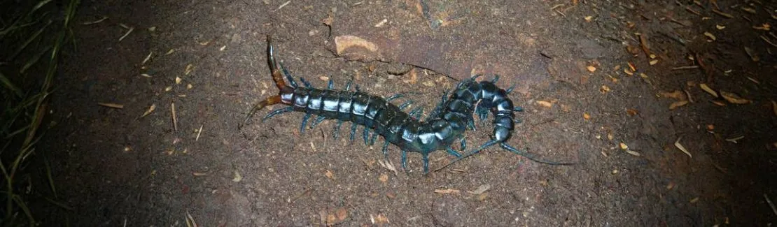 Skolopender / Chilopoda