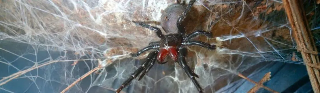 Dipluridae / Hexathelidae