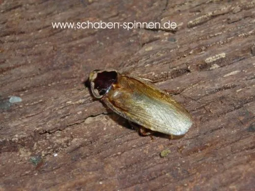 Phoetalia pallida - ca. 100 Stück all size