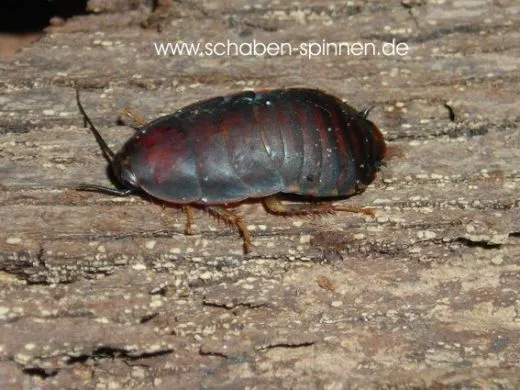 Phoetalia pallida - ca. 100 Stück all size