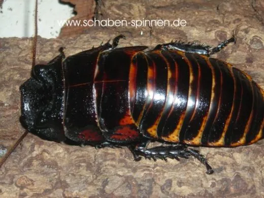 Princisia vanwaerebeki - 10 Stück mixed