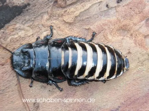 Princisia vanwaerebeki "Black&White" - 10 Stück mixed