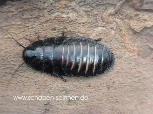 Princisia vanwaerebeki "Black&White" - 10 Stück mixed