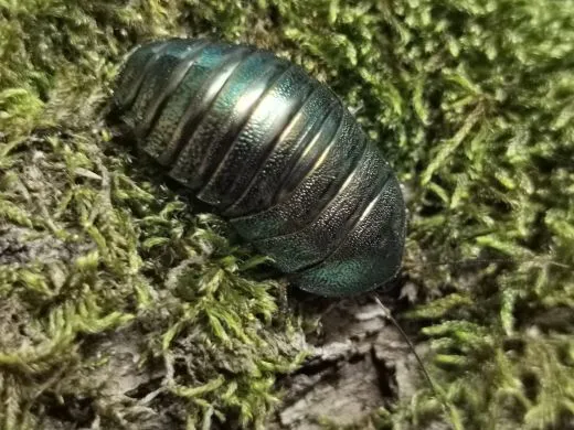 Pseudoglomeris magnifica - 10 Stück mixed