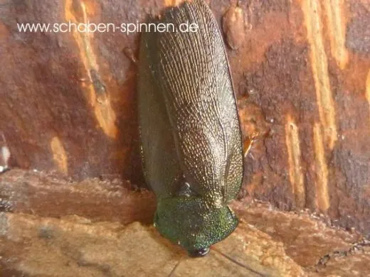 Pseudoglomeris magnifica - 10 Stück mixed