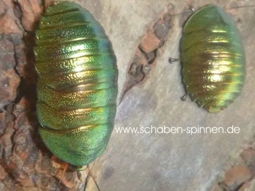 Pseudoglomeris magnifica - 10 Stück mixed