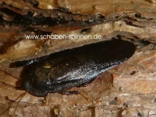 Pseudoglomeris tarsalis - 10 Stück mixed