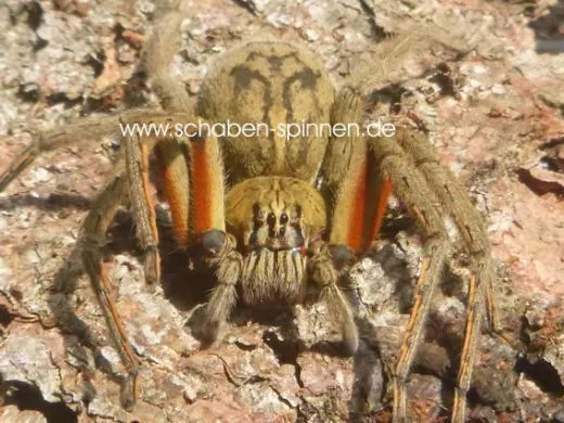 Cupiennius coccineus - 3. - 4. FH