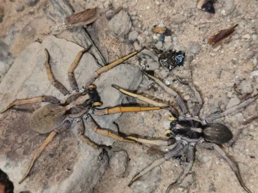 Hogna maderiana - 2.- 3.FH