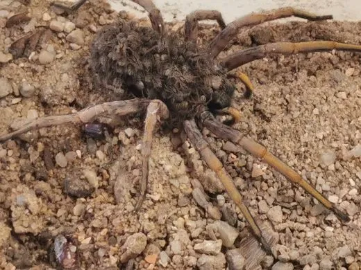 Hogna maderiana - 2.- 3.FH