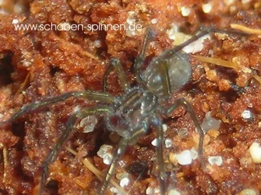 Phoneutria fera (depilata) - 3.- 4. FH