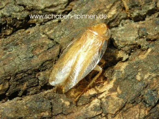 Balta vilis - 20 Stück all size