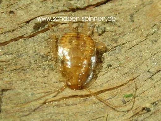 Balta vilis - 20 Stück all size