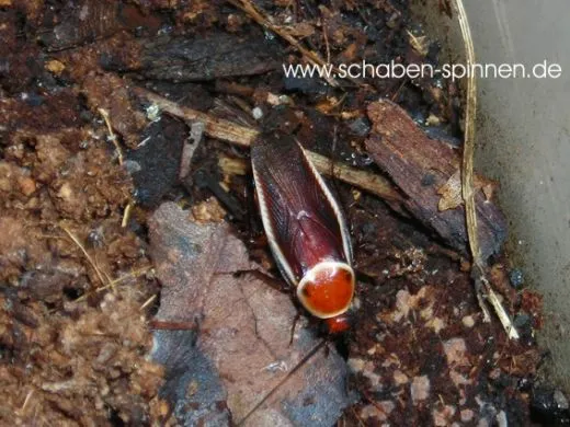 Pseudomops septentrionalis - 10 Stück mixed