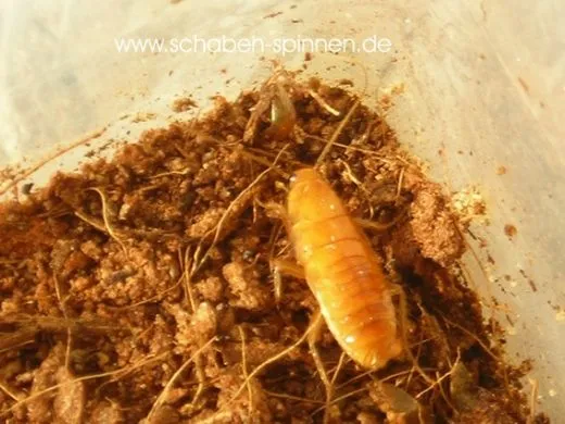 Pseudomops septentrionalis - 10 Stück mixed