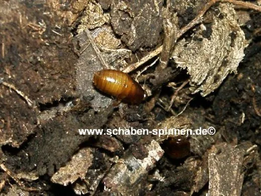 Pycnoscelus femapterus - ca. 80 Stück all size