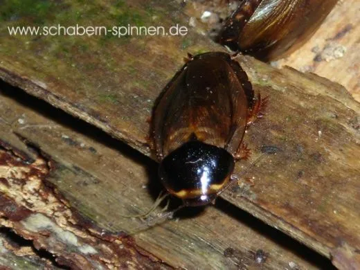 Pycnoscelus indicus - ca. 100 Stück all size