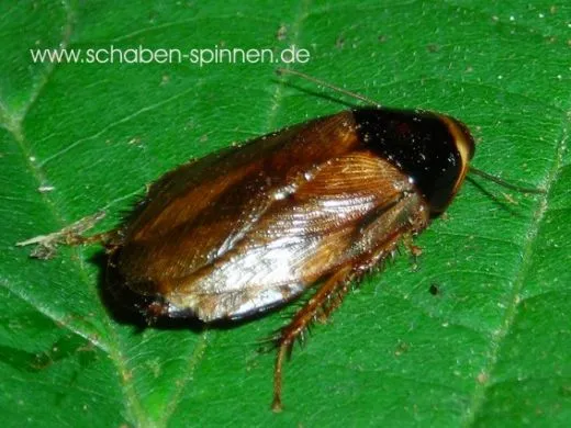 Pycnoscelus indicus - ca. 100 Stück all size