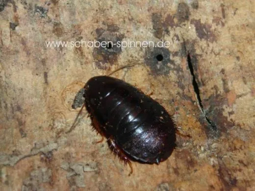 Pycnoscelus indicus - ca. 100 Stück all size