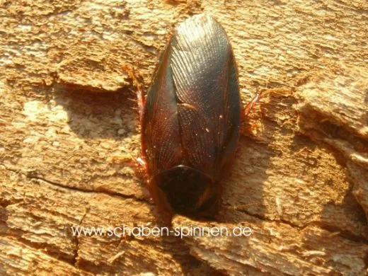 Pycnoscelus nigra - ca. 50 Stück all size