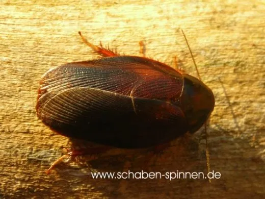 Pycnoscelus nigra - ca. 50 Stück all size