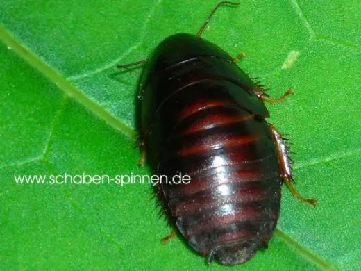 Pycnoscelus nigra - ca. 50 Stück all size