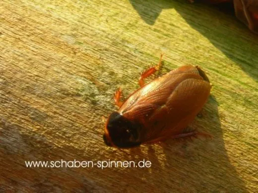 Pycnoscelus spec. " Malaysia" - ca. 80 Stück all size