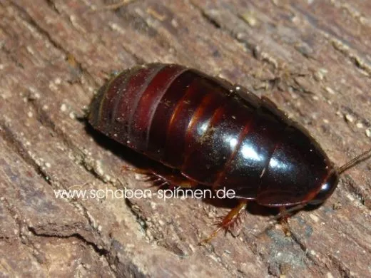 Pycnoscelus spec. " Malaysia" - ca. 80 Stück all size