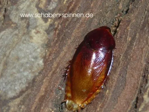 Pycnoscelus striatus - ca.80 Stück all size