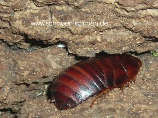 Pycnoscelus striatus - ca.80 Stück all size