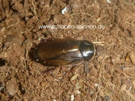 Pycnoscelus surinamensis - 80 Stück all size