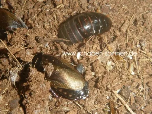 Pycnoscelus surinamensis - 80 Stück all size