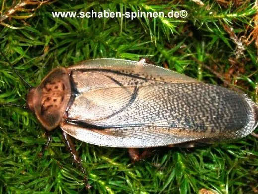 Rhyparobia maderae - 25 Stück mixed