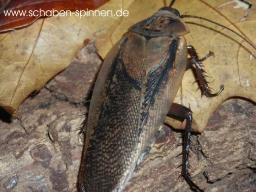 Rhyparobia maderae - 25 Stück mixed