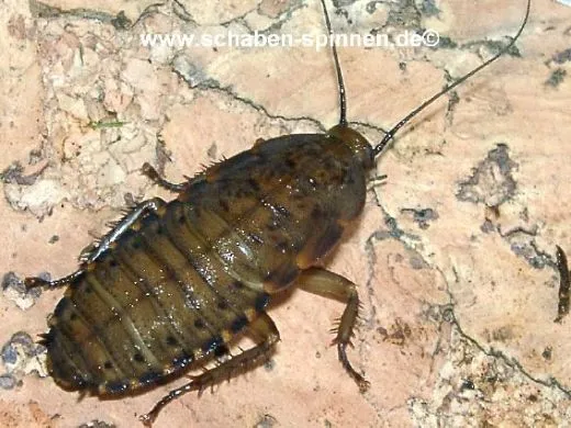 Rhyparobia maderae - 25 Stück mixed