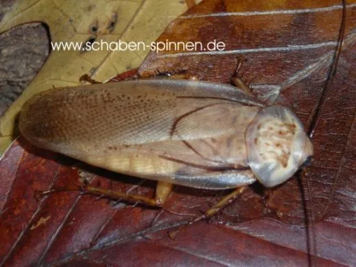 Rhyparobia maderae „Gold “ - 25 Stück mixed