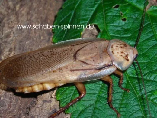 Rhyparobia maderae „Gold “ - 25 Stück mixed