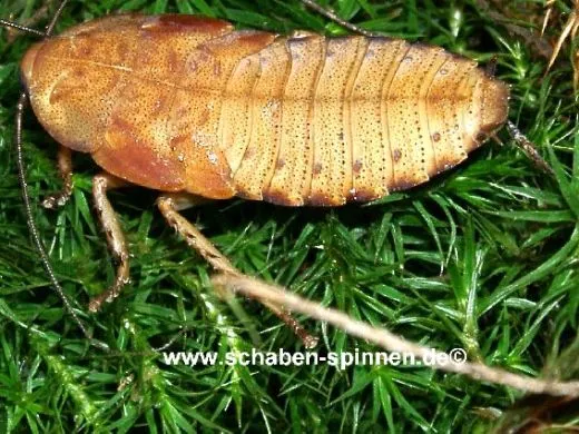 Rhyparobia maderae „Gold “ - 25 Stück mixed