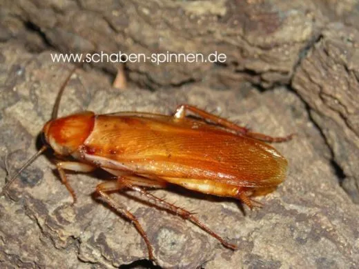 Shelfordella lateralis - ca. 50 Stück´mix