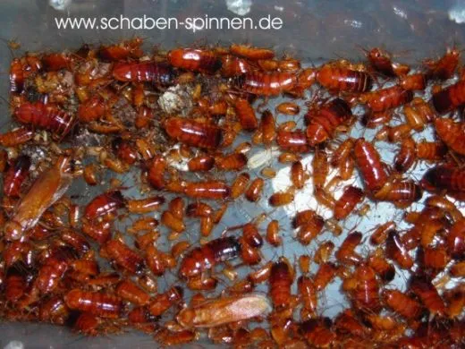 Shelfordella lateralis - ca. 50 Stück´mix