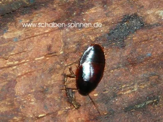 Paraplecta minutissima - 50 Stück all size