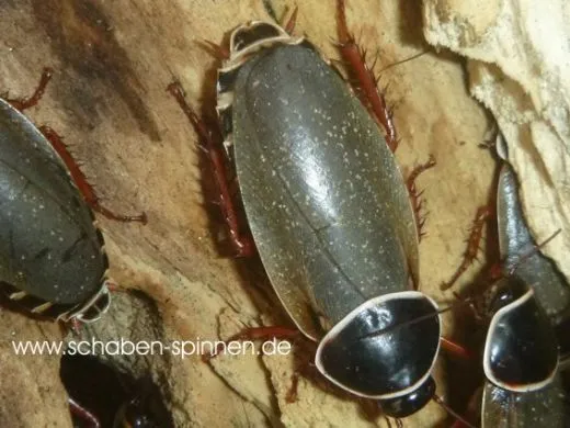 Simandoa conserfariam - 5 Stück mixed