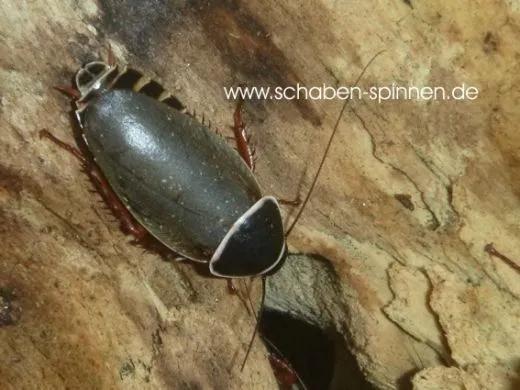 Simandoa conserfariam - 5 Stück mixed